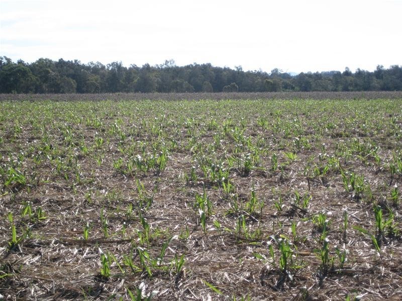 South Kolan QLD 4670