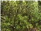 Lowmead QLD 4676