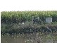 Drinan QLD 4671
