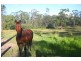Waterloo QLD 4673