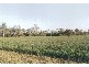 Avondale QLD 4670