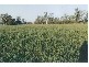 Avondale QLD 4670