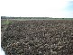Avondale QLD 4670