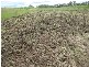 Avondale QLD 4670