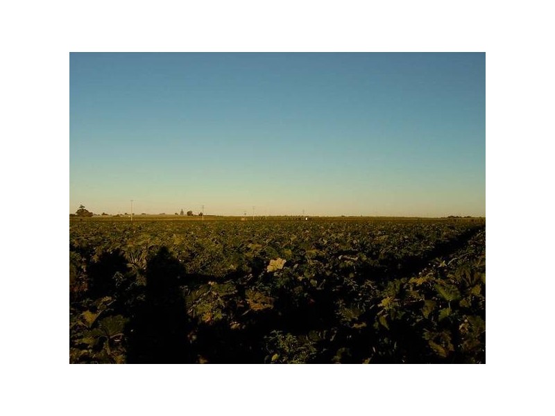 Calavos QLD 4670