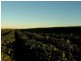 Calavos QLD 4670