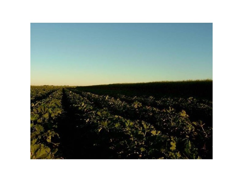 Calavos QLD 4670