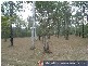 Baffle Creek QLD 4674