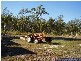 Mount Maria QLD 4674