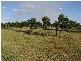 Woongarra QLD 4670