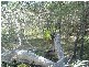 Deepwater QLD 4674