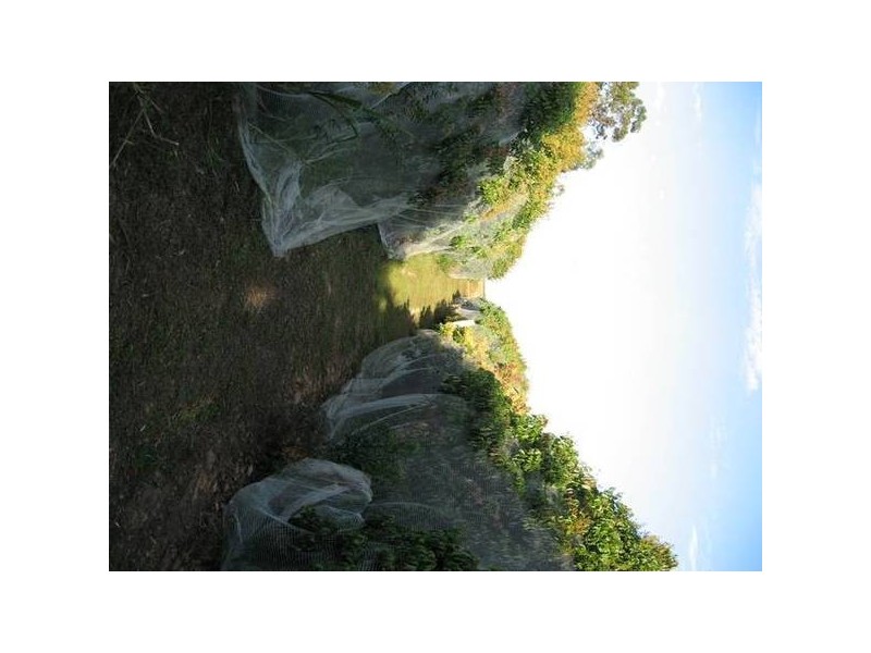 Meadowvale QLD 4670
