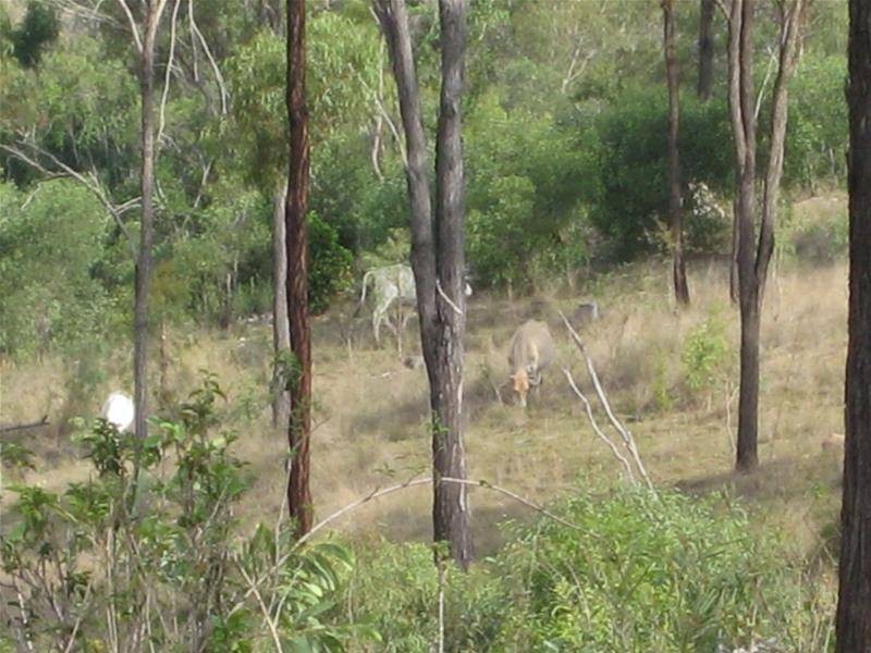 Morganville QLD 4671