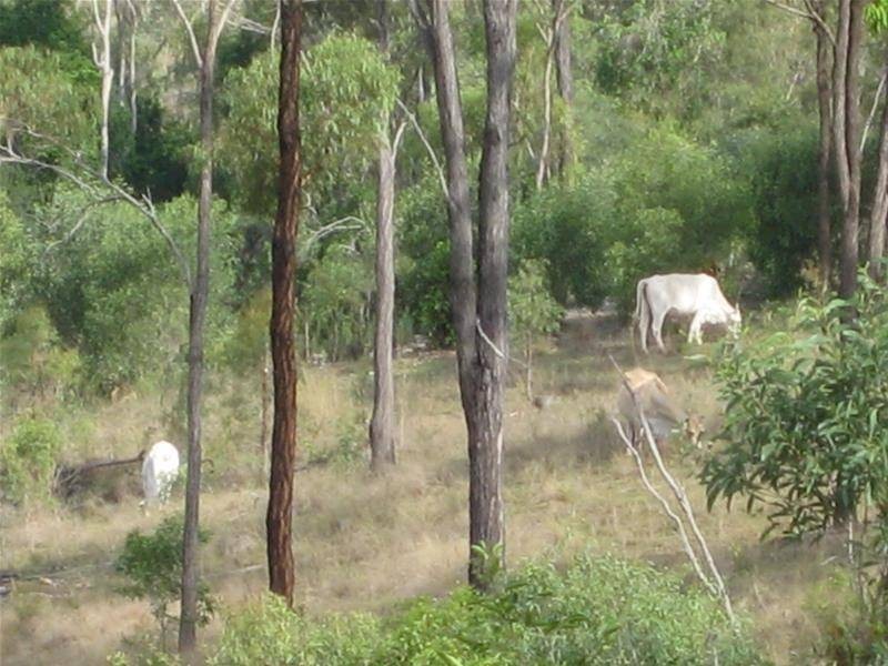 Morganville QLD 4671