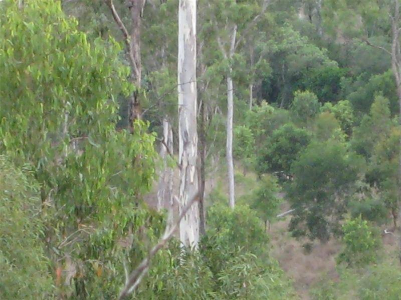 Morganville QLD 4671