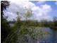 Oyster Creek QLD 4674