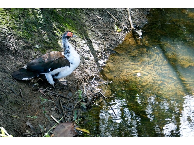 381 Kianawah Road, Wynnum West QLD 4178