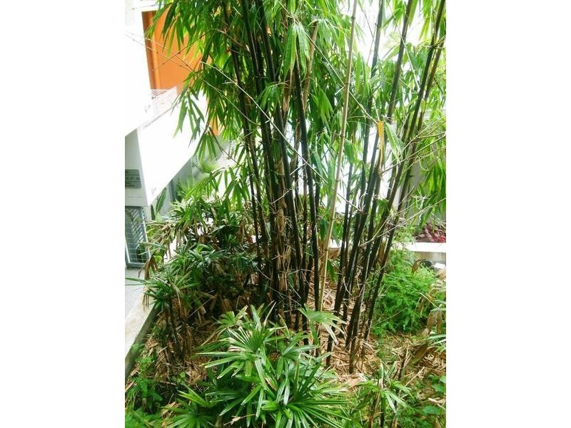 6/38 Robertson Street, Fortitude Valley QLD 4006