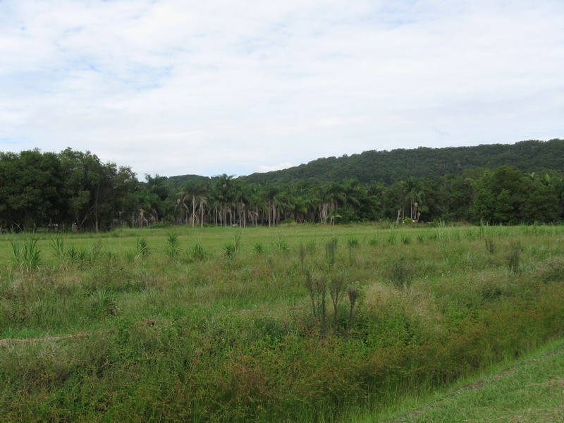 540 Pimlico Road, Pimlico NSW 2478