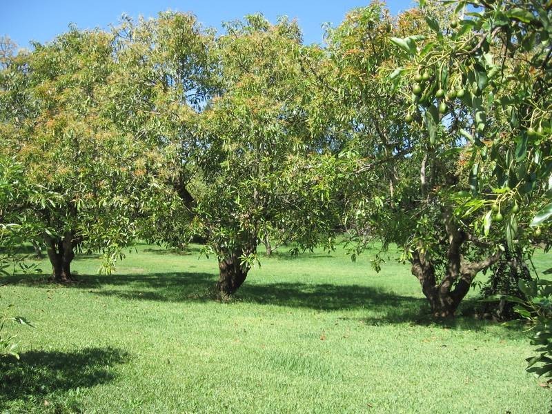 298 Rous Road, Alstonville NSW 2477