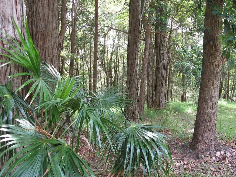 54 Buckombil Mountain Road, Meerschaum Vale NSW 2477