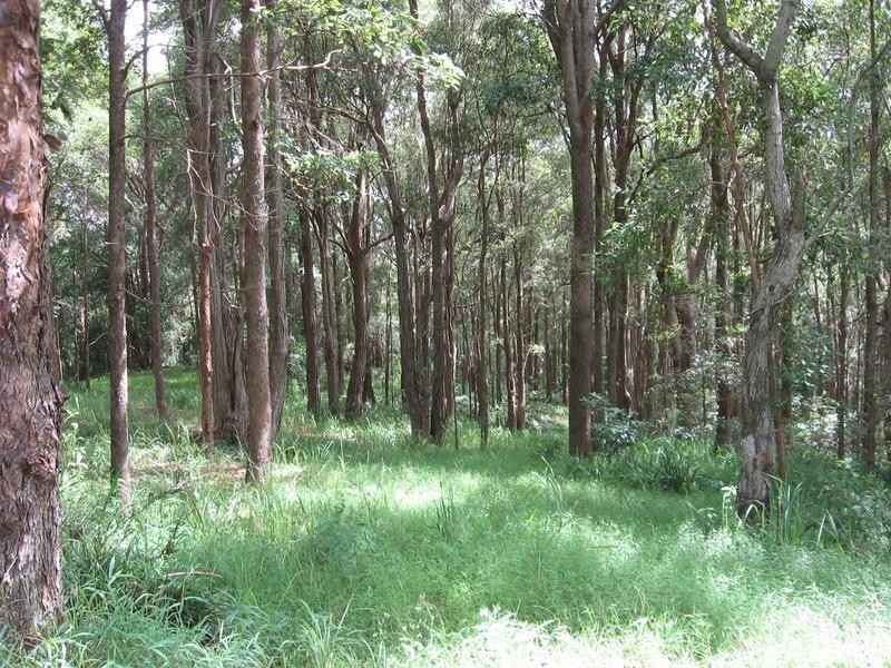 54 Buckombil Mountain Road, Meerschaum Vale NSW 2477