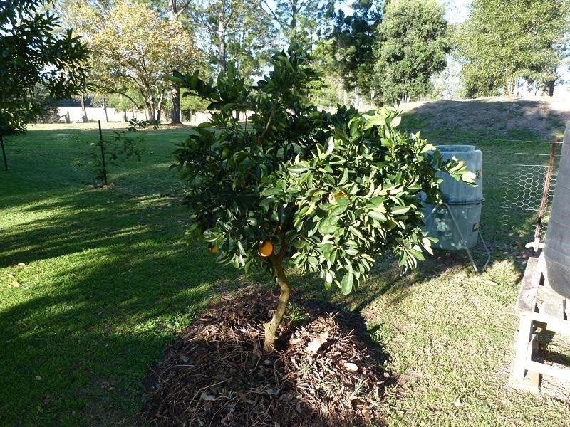 704 Larrson Road, Tabulam NSW 2469