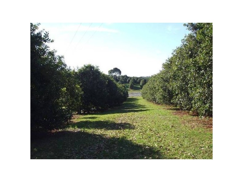 1 Alexander Road, Mcleans Ridges NSW 2480