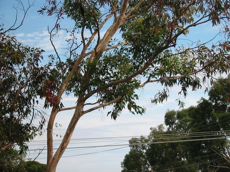 17 Talbot Grove, Mccrae VIC 3938