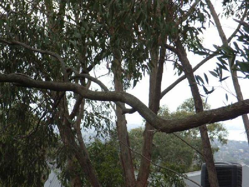 16 McLaren Court, Rosebud VIC 3939