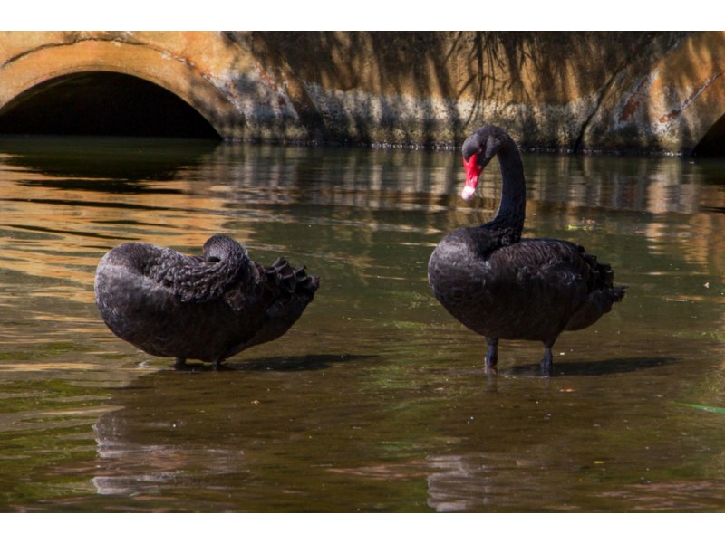 8/38-40 Kimberley Circuit, Banora Point NSW 2486