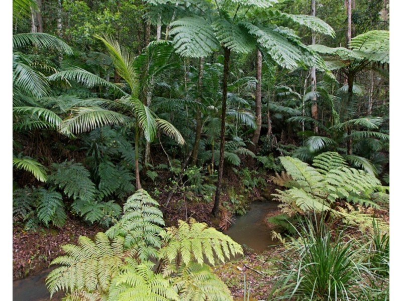 190 Hazelbrook Road, Uki NSW 2484