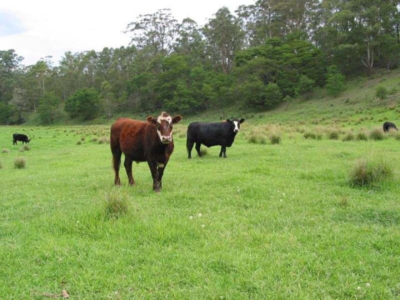 Lot 12 Kings Highway, Nelligen NSW 2536