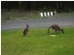 - Corner of Sheaffe & Woodhill Street, Callala Bay NSW 2540