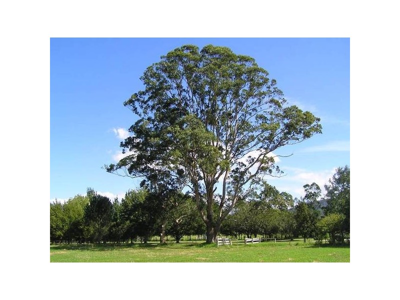 78 Tapitallee Road, Cambewarra NSW 2540