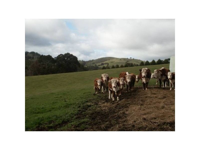 3772 Whittlesea-yea Road, Flowerdale VIC 3717