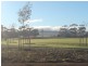 Lot 24,  McCullum Road, Freeling SA 5372