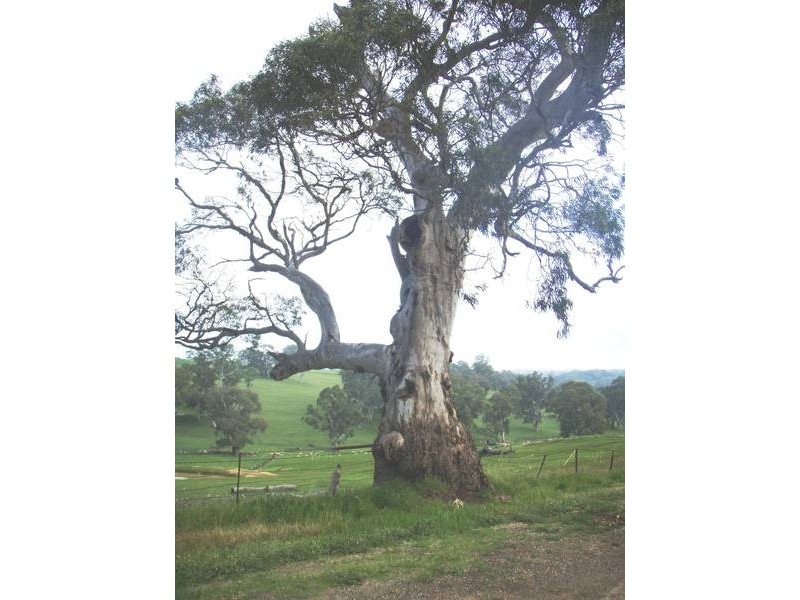 5 One Tree Hill Road, One Tree Hill SA 5114