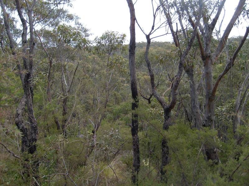 5B Riches Ave, Woodford NSW 2778