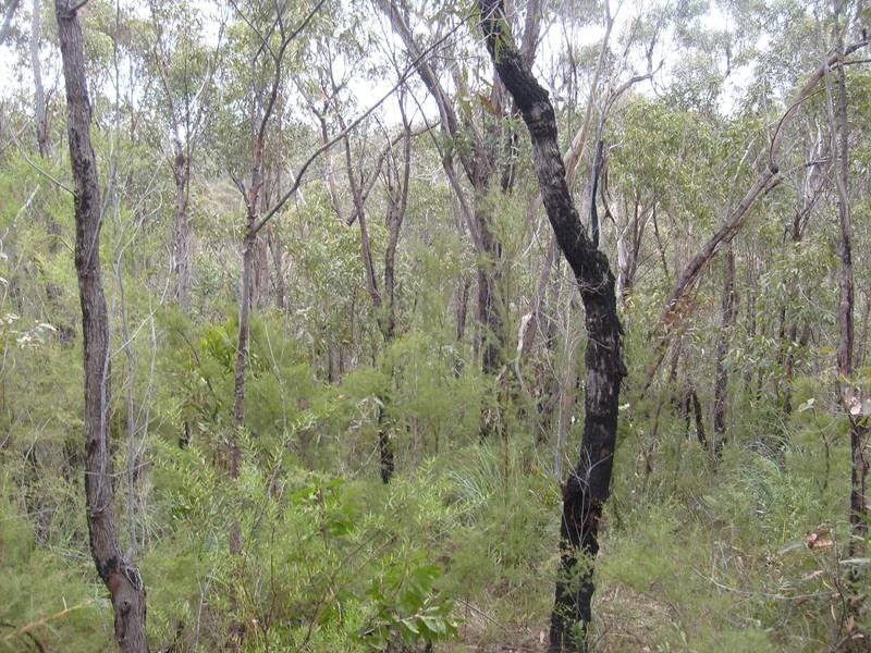 5B Riches Ave, Woodford NSW 2778