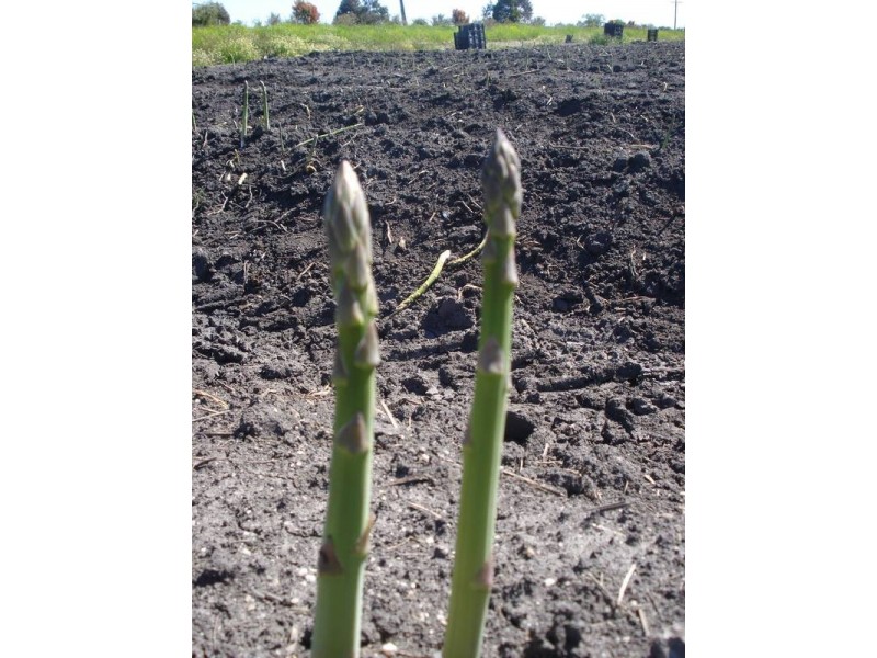 2915 Ballarto Road, Koo Wee Rup VIC 3981