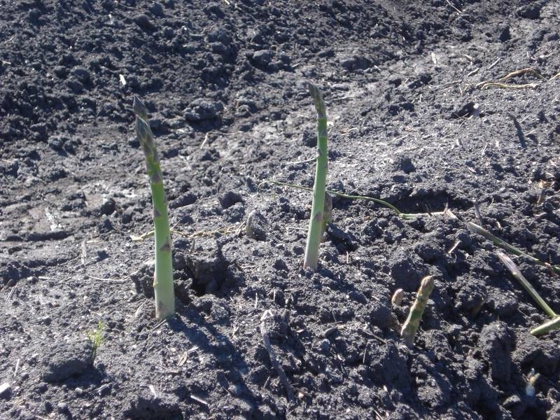 2915 Ballarto Road, Koo Wee Rup VIC 3981