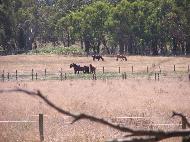 590 North Yannathan Rd, Ripplebrook VIC 3818