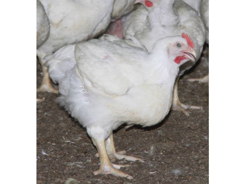 1920 Frankston Flinders Road, Hastings VIC 3915