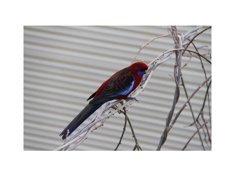 25 Island View Road, The Gurdies VIC 3984