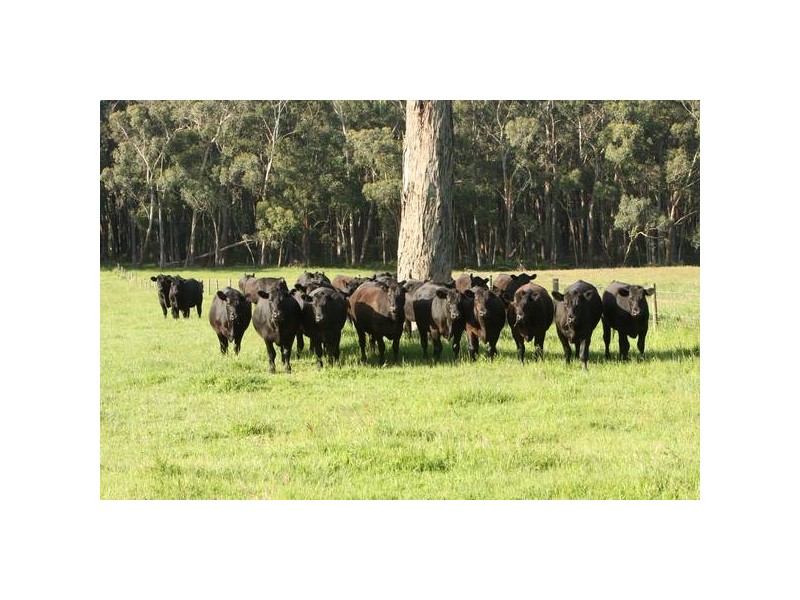 120 Murphys Road, Lang Lang East VIC 3984