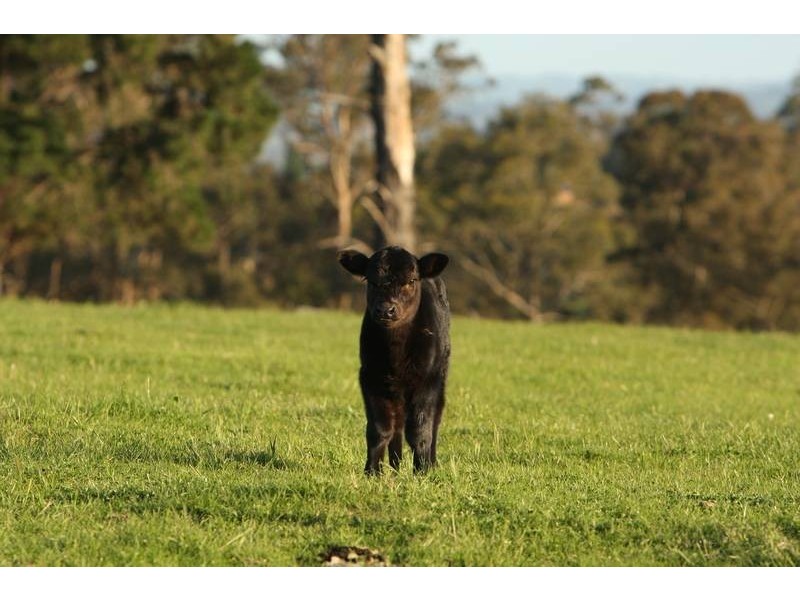 70 Garfield Road, Garfield VIC 3814