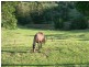 Maleny QLD 4552