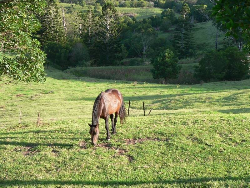 Maleny QLD 4552