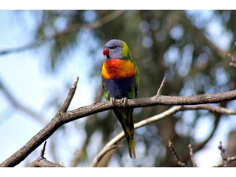 13 Aerial Road, Belair SA 5052